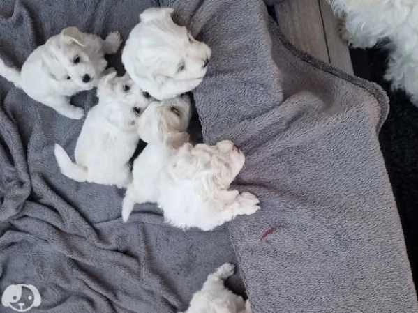 MALTESE & MALTESI cuccioli  | Foto 4