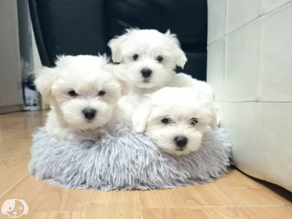 MALTESE & MALTESI cuccioli  | Foto 3