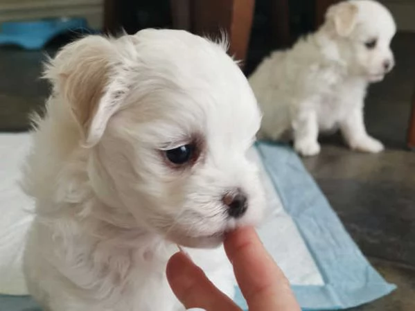 MALTESE & MALTESI cuccioli 