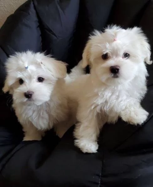 MALTESE & MALTESI cuccioli | Foto 0