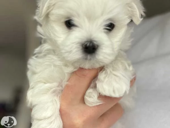 MALTESE & MALTESI cuccioli | Foto 4