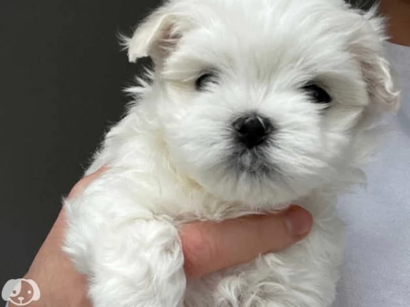 MALTESE & MALTESI cuccioli | Foto 3