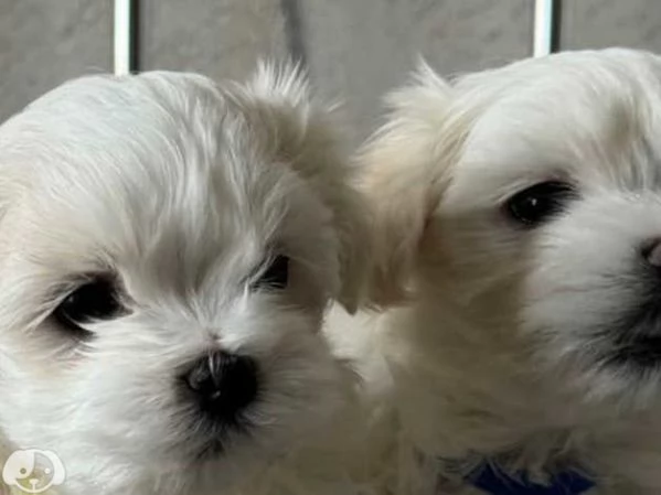 MALTESE & MALTESI cuccioli | Foto 1