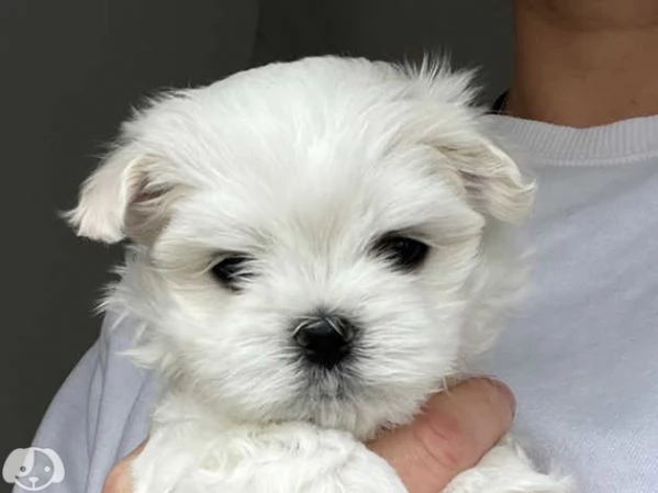 MALTESE & MALTESI cuccioli | Foto 6