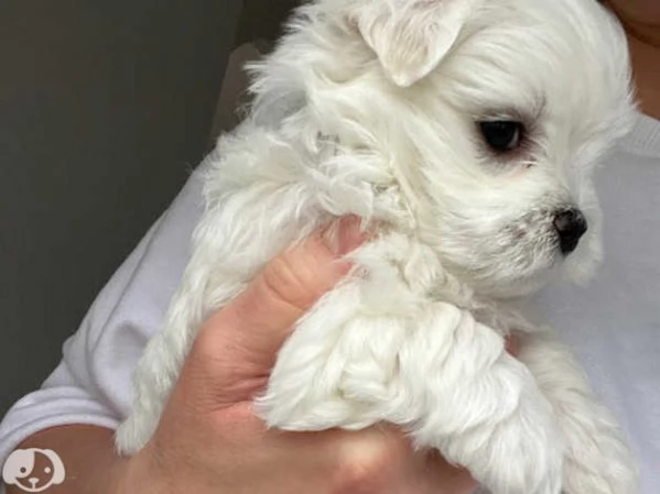 MALTESE & MALTESI cuccioli | Foto 4