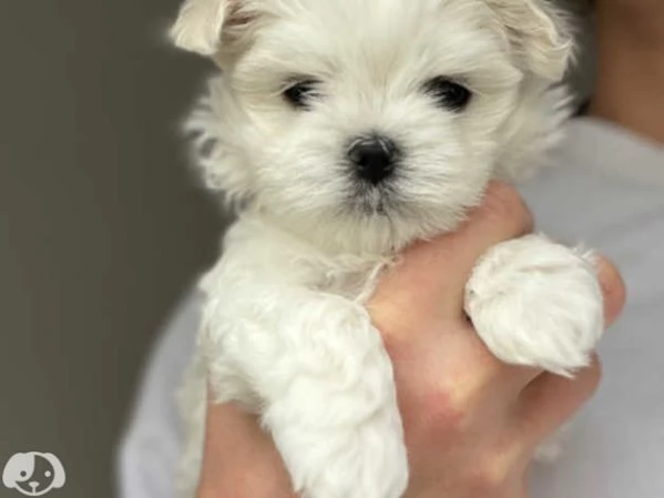 MALTESE & MALTESI cuccioli | Foto 0