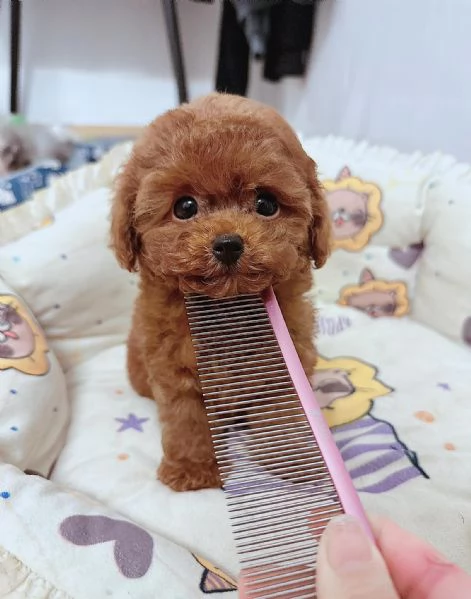 CUCCIOLI DI CANE BARBONCINO TOY | Foto 0