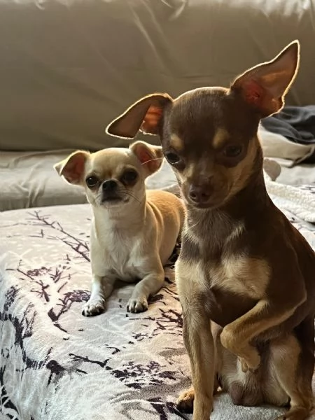 Chihuahua toy