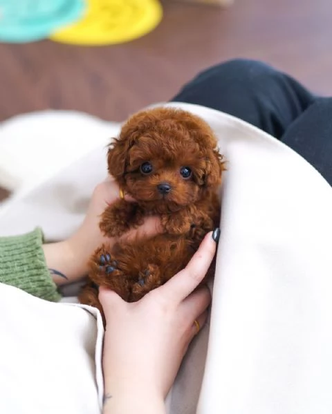 Bellissimi cuccioli di barboncino.