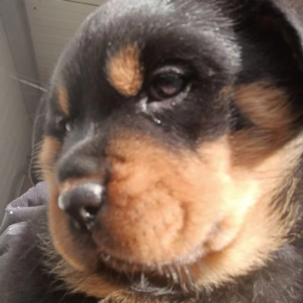 Rottweiler cucciolo