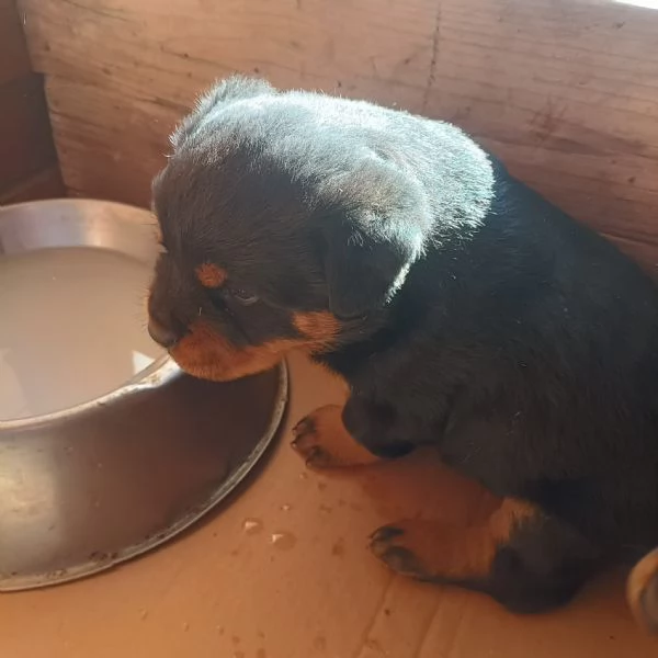 Rottweiler cucciolo | Foto 4