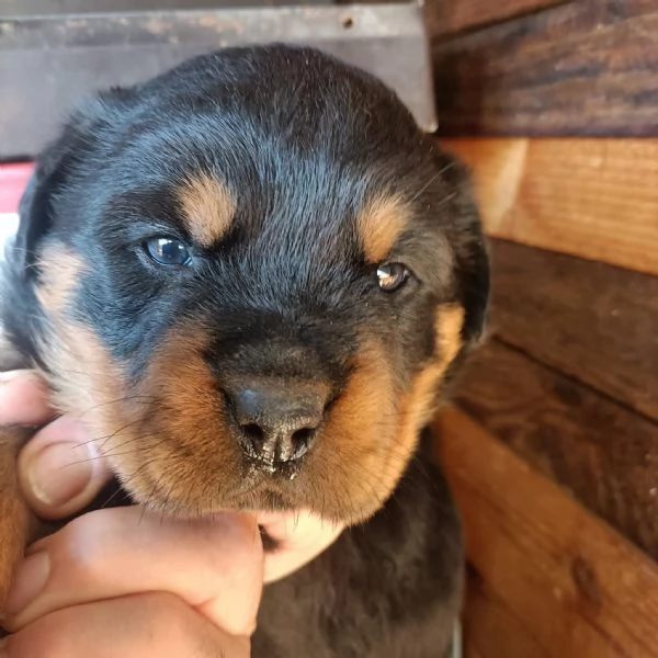 Rottweiler cucciolo | Foto 0