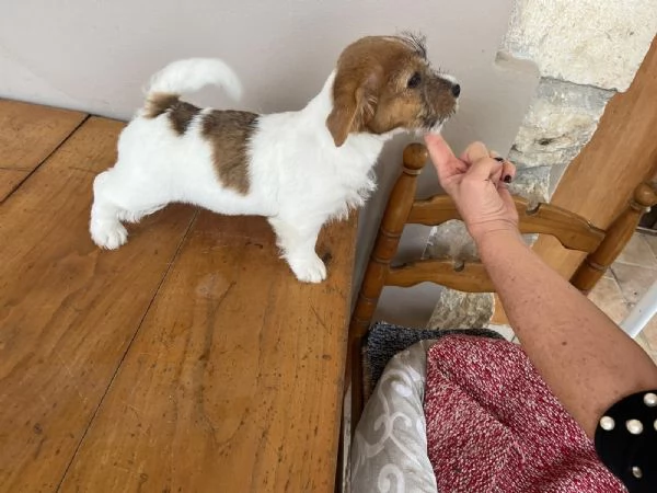 Cuccioli di Jack Russell,pelo ruvido con pedigree