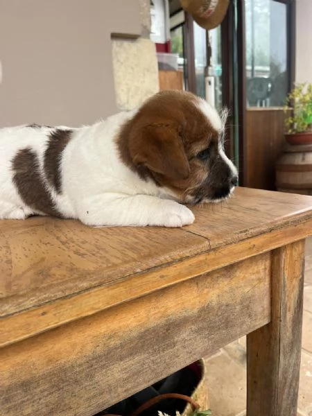 Cuccioli di Jack Russell,pelo ruvido con pedigree | Foto 6