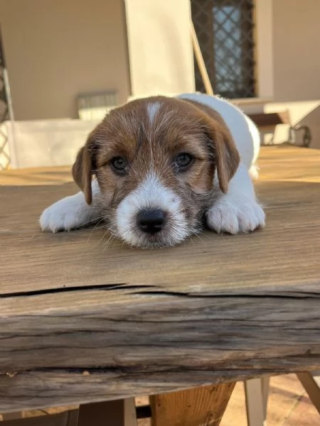 Cuccioli di Jack Russell,pelo ruvido con pedigree | Foto 3