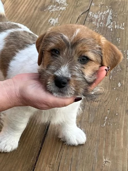 Cuccioli di Jack Russell,pelo ruvido con pedigree | Foto 2