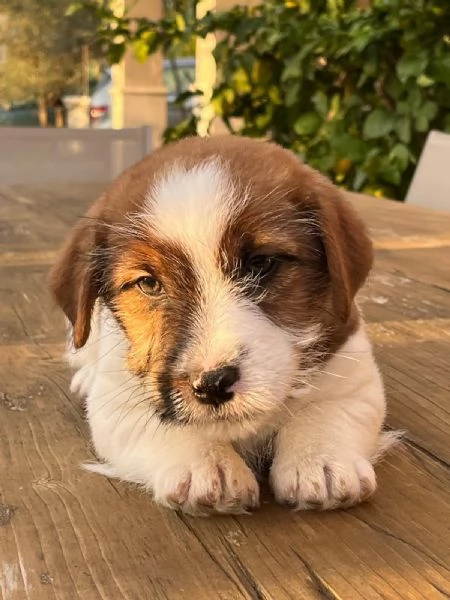 Cuccioli di Jack Russell,pelo ruvido con pedigree | Foto 1