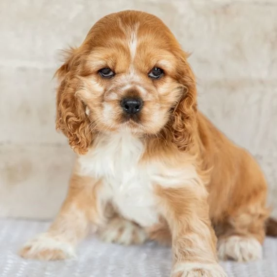 REGALO Cuccioli Coker Spaniel i cuccioli vengono consegnati con svezzamento , primo vaccino, librett