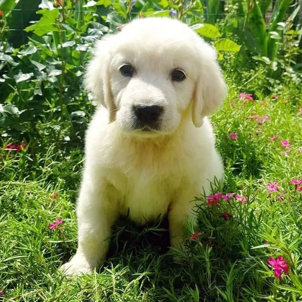 Cuccioli di Golden retriever 3 mesi