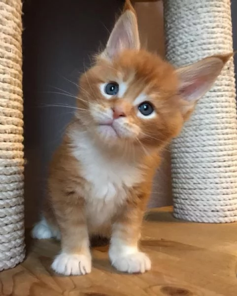 I gatti del Mainecoon sono in vendita