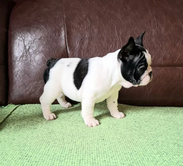 Cuccioli di Bulldog Francese | Foto 5