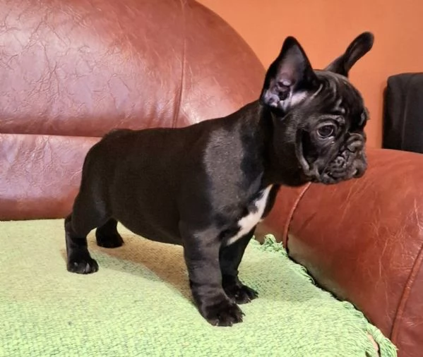 Cuccioli di Bulldog Francese | Foto 3