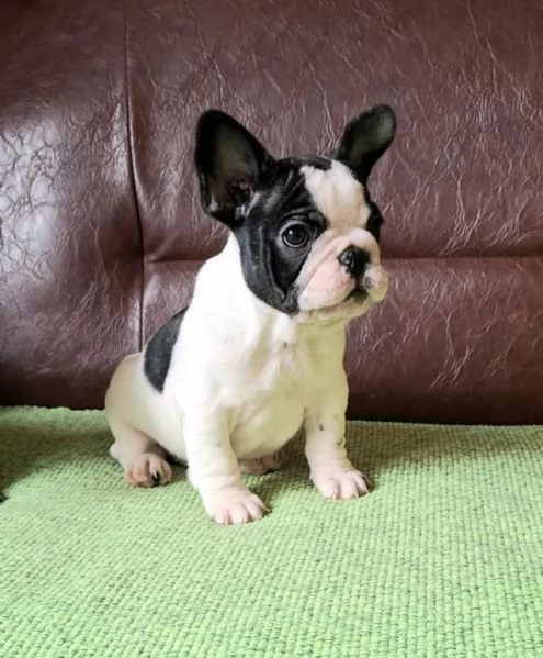 Cuccioli di Bulldog Francese | Foto 1