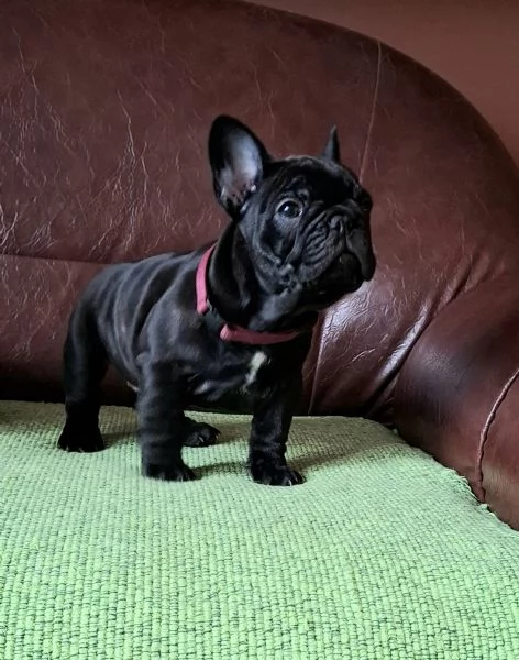 Cuccioli di Bulldog Francese | Foto 0