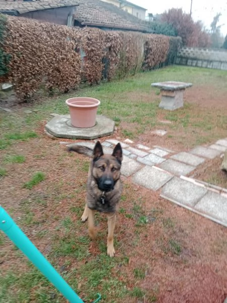 Pastore belga malinois 