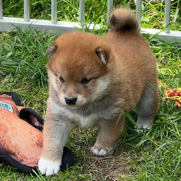 Cuccioli di Shiba Inu!!