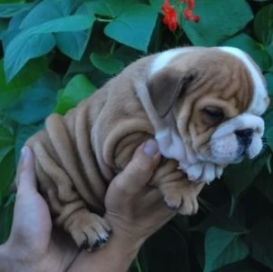 cuccioli inglese bulldog disponibili per adozione