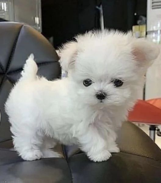 Cuccioli maltesi in adozione, maschi e femmine