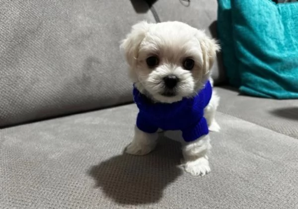 2cuccioli di maltese teacup sono pronti a partire