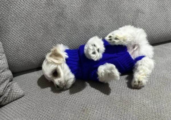 2cuccioli di maltese teacup sono pronti a partire | Foto 1