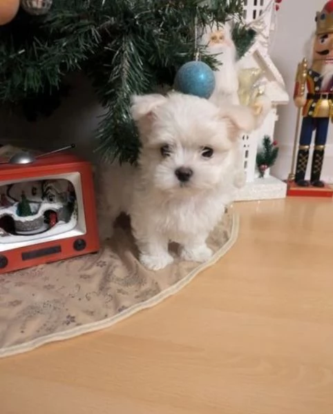 Cuccioli maltesi in adozione, maschi e femmine