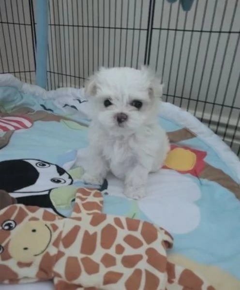 Cuccioli maltesi in adozione, maschi e femmine | Foto 2