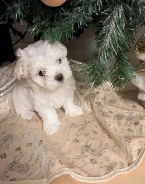 Cuccioli maltesi in adozione, maschi e femmine | Foto 1