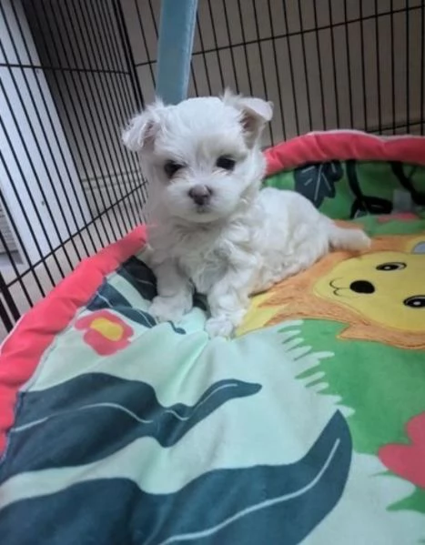 Cuccioli maltesi in adozione, maschi e femmine | Foto 0