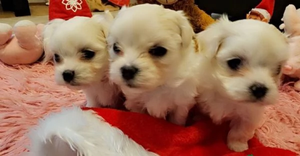 2cuccioli di maltese maschi e femmine per l'adozione gratuita