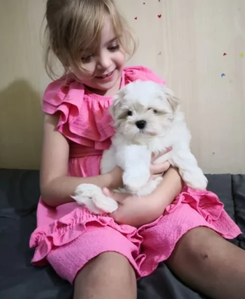 Adorabili cucciolini di maltese  in adozione, maschi e femmine | Foto 3