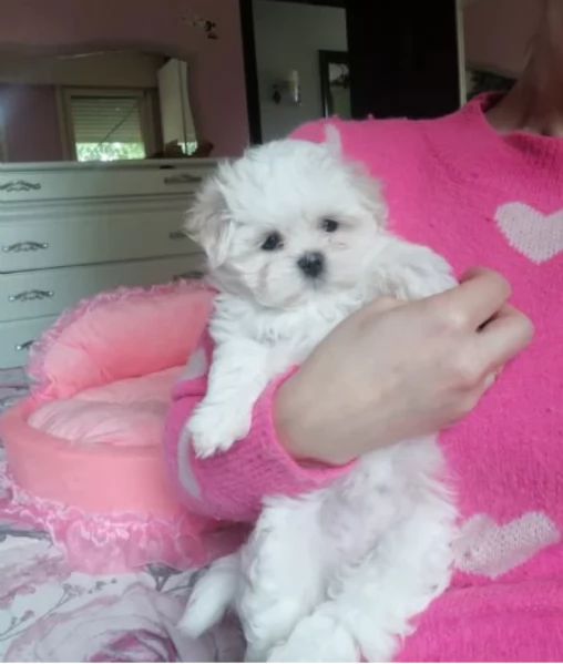 Adorabili cucciolini di maltese  in adozione, maschi e femmine | Foto 2