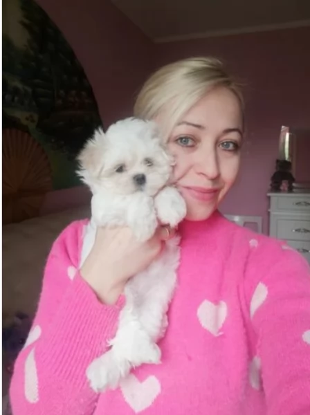 Adorabili cucciolini di maltese  in adozione, maschi e femmine | Foto 1