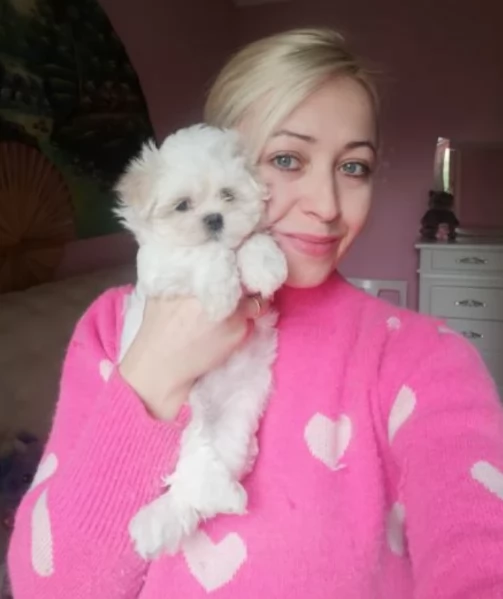 Adorabili cucciolini di maltese  in adozione, maschi e femmine