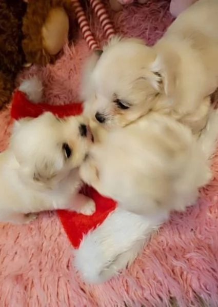 2 Cuccioli maltesi in adozione, maschi e femmine,