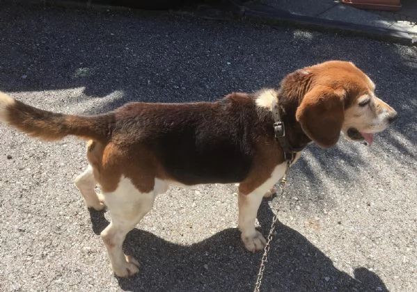 Beagle di 12anni con petigree cerca casa