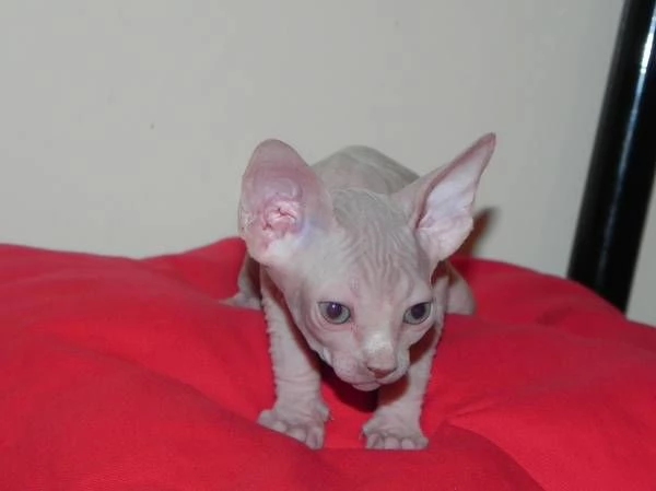 Cuccioli di Sphynx | Foto 1