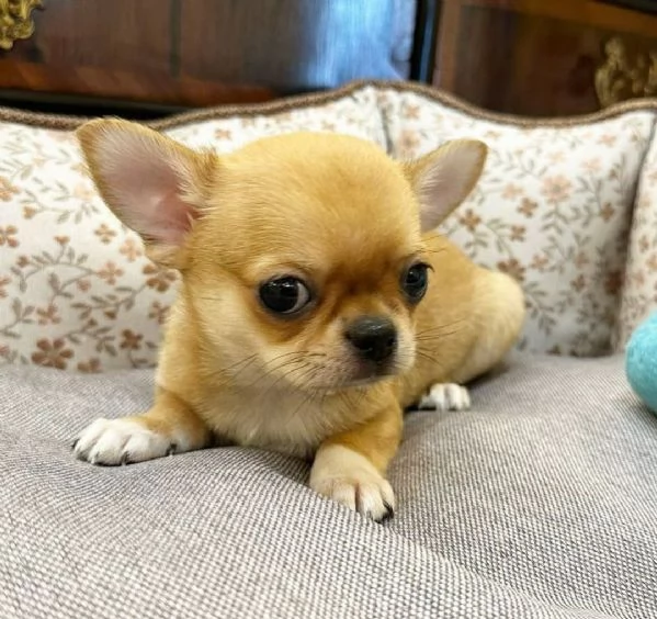 Cuccioli di Chihuahua | Foto 1