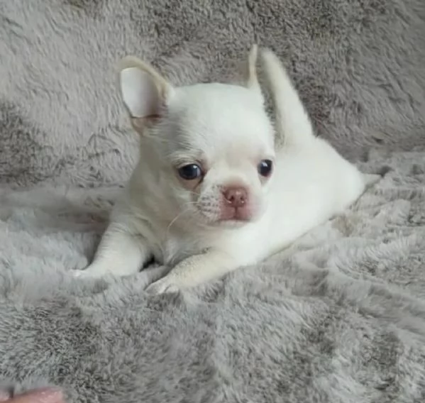 Cuccioli di Chihuahua