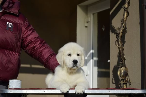 Meravigliosi cuccioli di Golden retriever