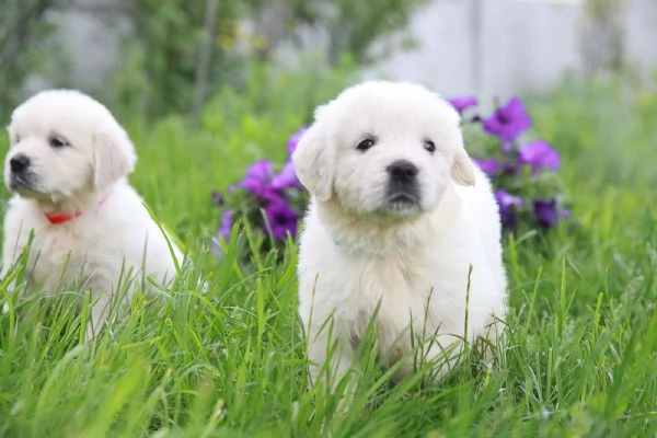 Meravigliosi cuccioli Golden Retriever